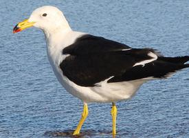 Foto: Gaviota cangrejera