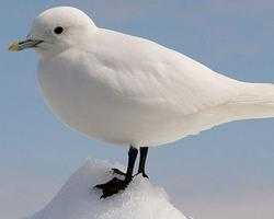 Foto: Gaviota marfileña