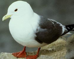 Foto: Gaviota piquicorta