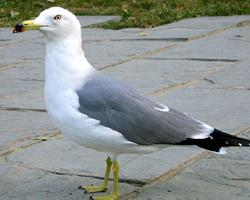 Foto: Gaviota japonesa