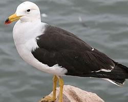 Foto: Gaviota de cola negra