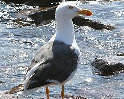 Foto: Gaviota de cortés