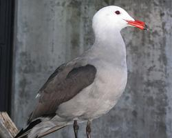 Foto: Gaviota mexicana