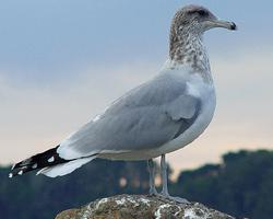 Foto: Gaviota californiana