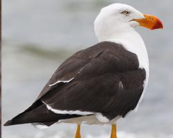 Foto: Gaviota del pacífico