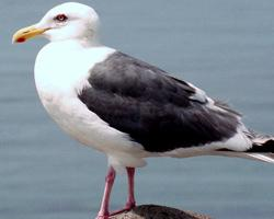 Foto: Gaviota de kamchatka