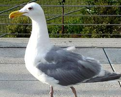 Foto: Gaviota aliglauca