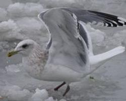 Foto: Gaviota groenlandesa