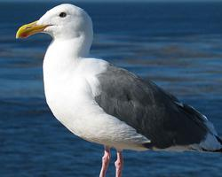 Foto: Gaviota occidental
