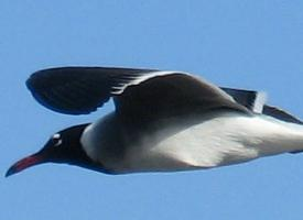 Foto: Gaviota ojiblanca