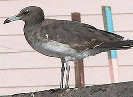 Foto: Gaviota cejiblanca