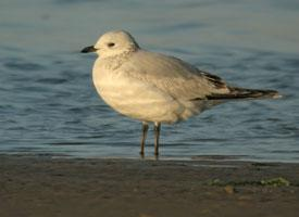 Foto: Gaviota relicta