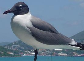 Foto: Gaviota reidora americana