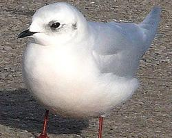 Foto: Gaviota de ross