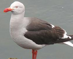 Foto: Gaviota austral