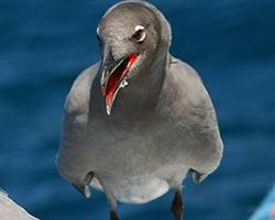 Foto: Gaviota fuliginosa