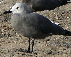 Foto: Gaviota garuma