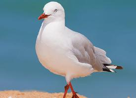 Foto: Gaviota plateada