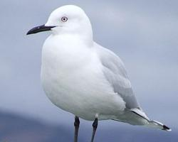 Foto: Gaviota maorí