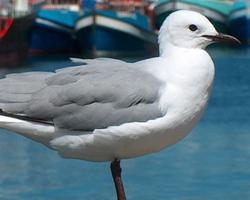 Foto: Gaviota plateada surafricana