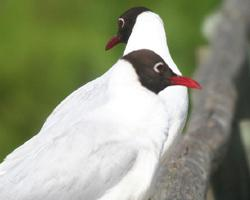 Foto: Gaviota capucho café