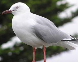 Foto: Gaviota plateada