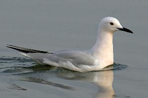 Foto: Gaviota picofina