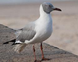 Foto: Gaviota cabecigrís