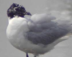 Foto: Gaviota de saunders