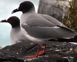 Foto: Gaviota de las galápagos