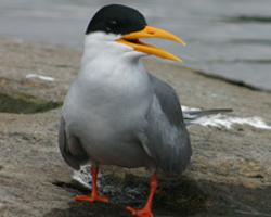 Foto: Charrán ventrinegro