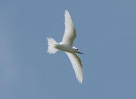 Foto: Charrán blanco pequeño