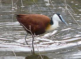 Foto: Jacana africana