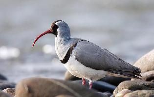Foto: Picoibis