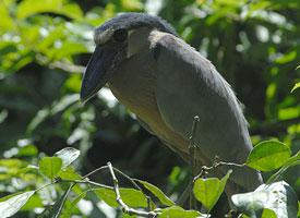 Foto: Garza pico de bota