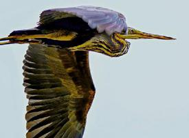 Foto: Garza imperial