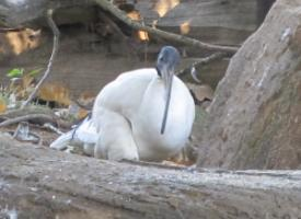 Foto: Ibis sagrado
