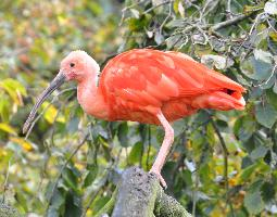 Foto: Ibis escarlata