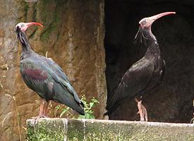 Foto: Ibis eremita