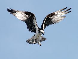Foto: Águila pescadora