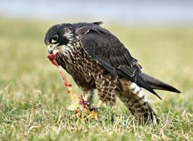 Foto: Halcón peregrino