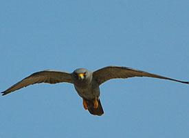Foto: Halcón de eleonora