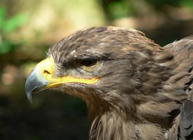 Foto: Águila esteparia