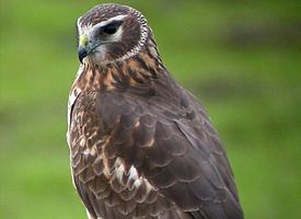 Foto: Aguilucho pálido