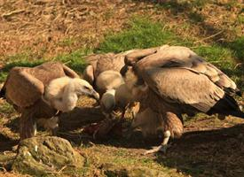 Foto: Buitre leonado