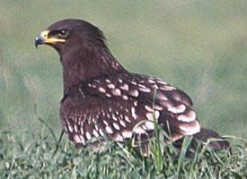 Foto: Águila moteada