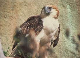Foto: Águila monera