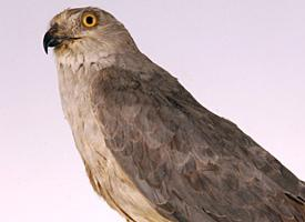 Foto: Aguilucho papialbo