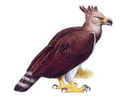 Foto: Águila de haast