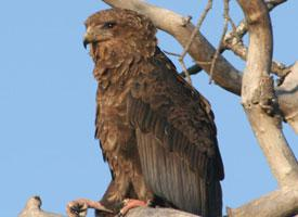 Foto: Águila volatinera